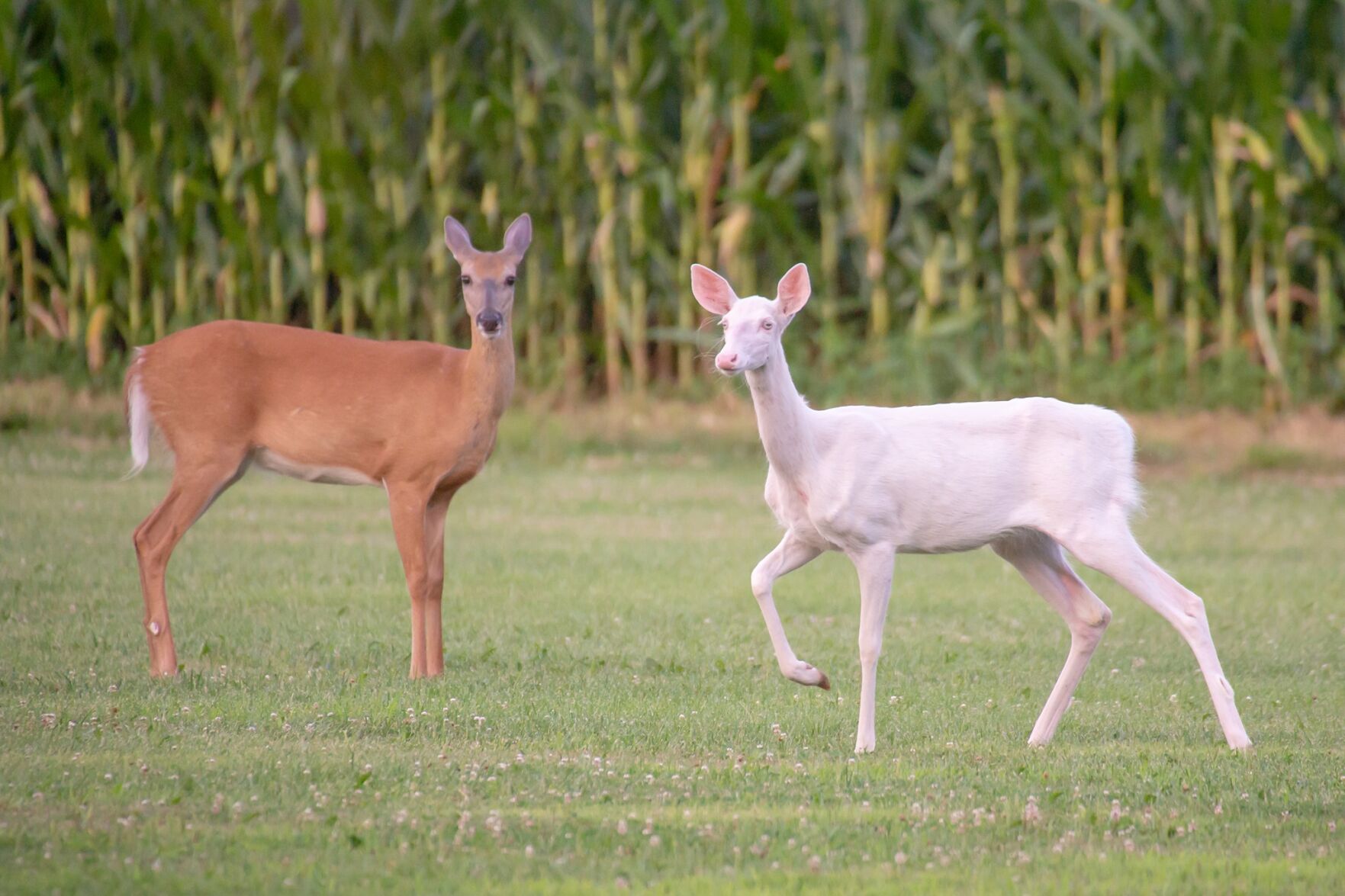 Whitedeer3.jpg